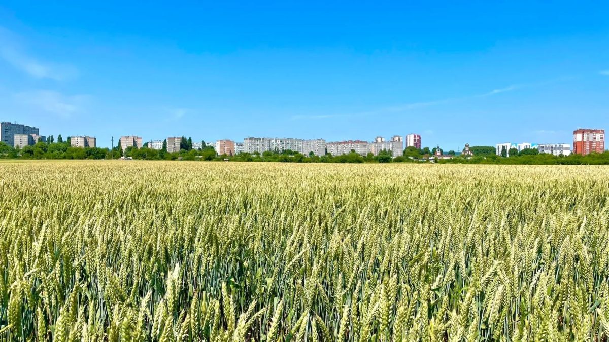 Построить карьеру в столице или вернуться в родной город? Построить карьеру в столице или вернуться в родной город?