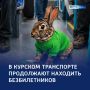 «Зайцы» докатились: более трёхсот штрафов в транспорте за июль