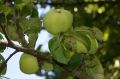 Что делать, если с яблони падают незрелые плоды