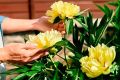 Почему ваши пионы не цветут: возможные причины и решения