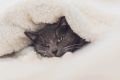 Кошки-долгожители: 10 пород, которые станут вашими верными спутниками на десятилетия