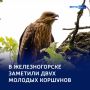 Короли неба: повадки черных коршунов