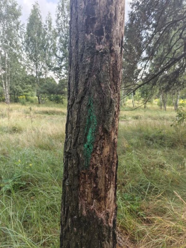 В Дмитриевском лесничестве проверили ход работ по уходу за лесными культурами В Дмитриевском лесничестве проверили ход работ по уходу за лесными культурами