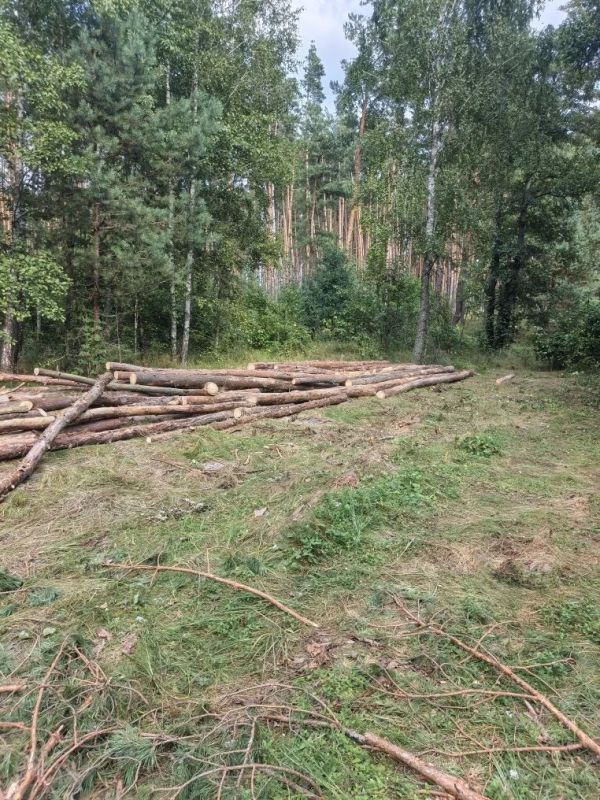 В Дмитриевском лесничестве проверили ход работ по уходу за лесными культурами