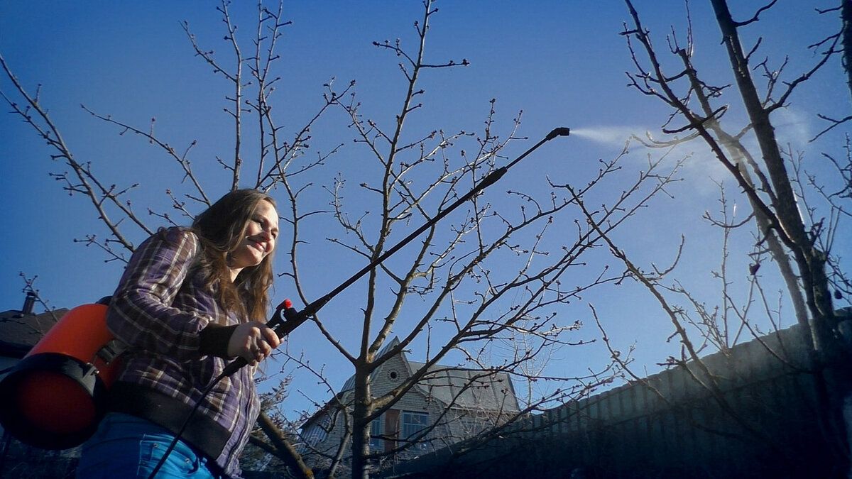 Как весной защитить сад от болезней и вредителей: три главных обработки