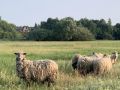 Доброе утро, друзья!. Сегодня в Курске будет тёплая погода без осадков