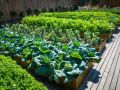 Летние секреты: как грамотно спланировать ваш огород на будущий сезон