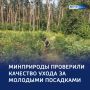 Зелёный фонд: в Дмитриеве проверили качество ухода за деревьями