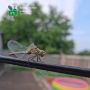 Доброе утро!. Синоптики говорят, что сегодня будет малооблачно, днём +27°C, к вечеру возможен небольшой дождь, ночью +18°C