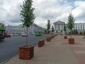 Липы из кашпо в центре Курска пересадят осенью