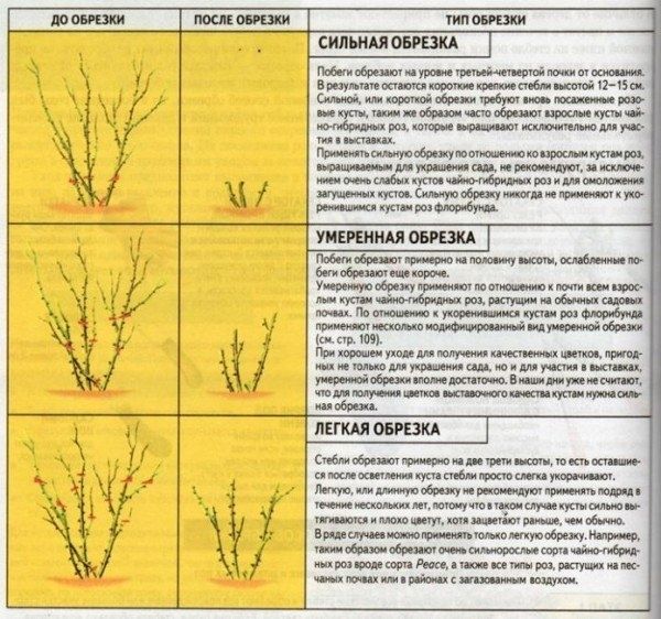 Осенняя обрезка роз: ключ к здоровью и процветанию ваших любимцев