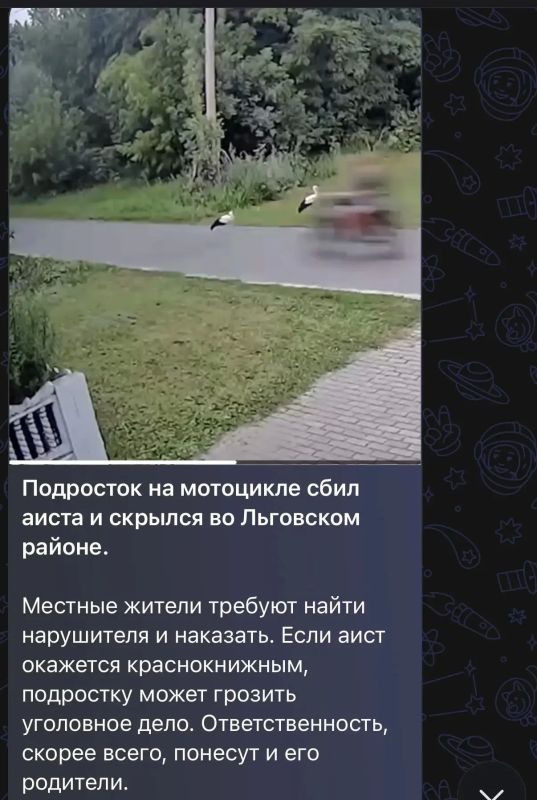 Полиция проводит проверку по факту наезда на аиста в Льговским районе