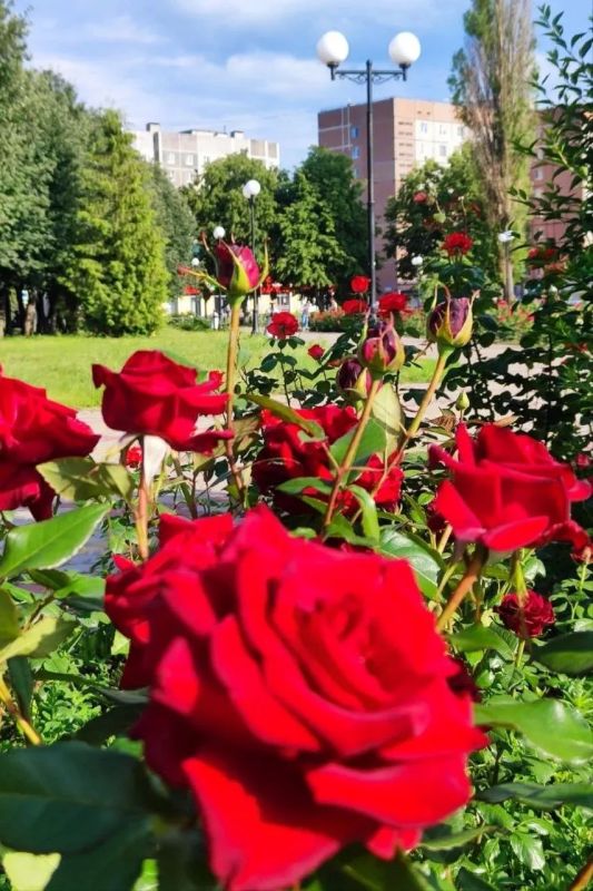 Игорь Корпунков: Чтобы розы в городском парке цвели пышнее, важно вовремя провести уход за ними Игорь Корпунков: Чтобы розы в городском парке цвели пышнее, важно вовремя провести уход за ними