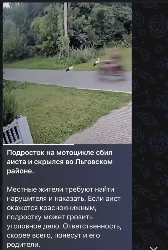В Льговском районе подросток на мотоцикле сбил аиста и скрылся