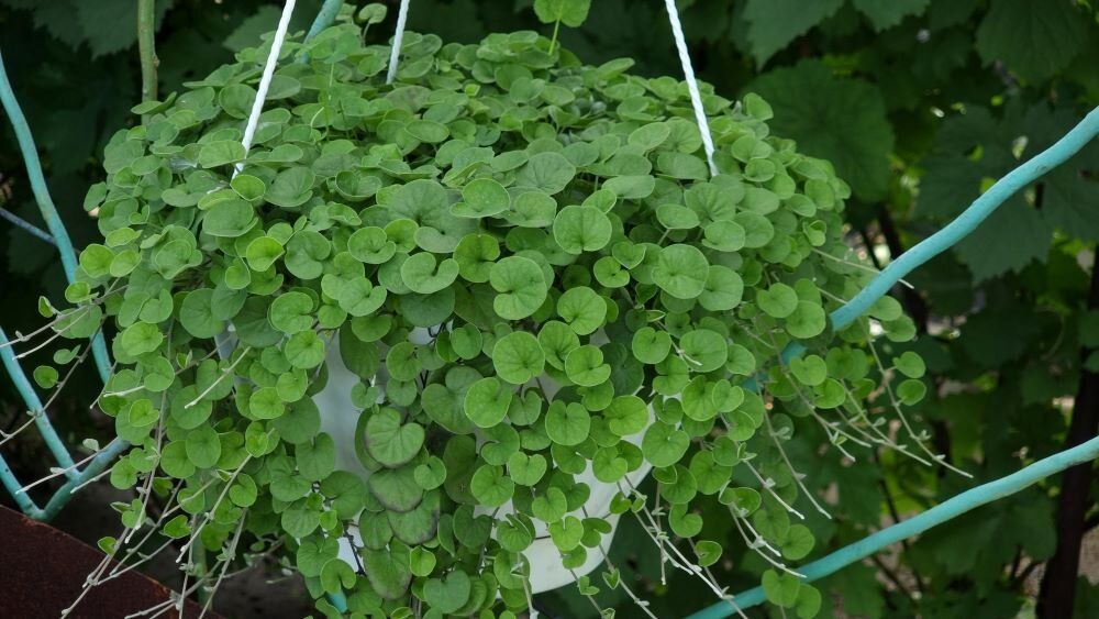 Дихондра: Изумрудный водопад среди домашних растений