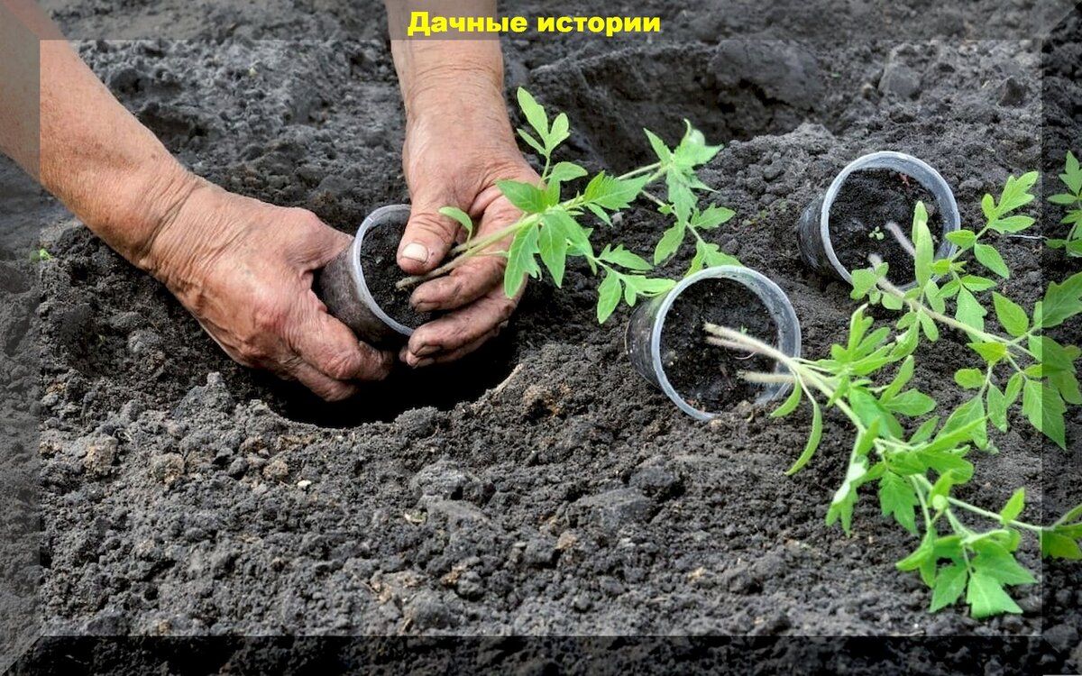 Эффективные стратегии для успешной посадки томатов в 2025 году