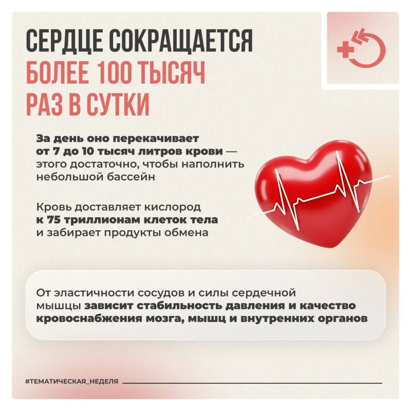 Здоровье сердца зависит от эластичности сосудов Здоровье сердца зависит от эластичности сосудов