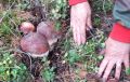 Грибной бум в Омской области: где и по какой цене купить лесные дары