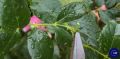Как обрезать розы для пышного цветения