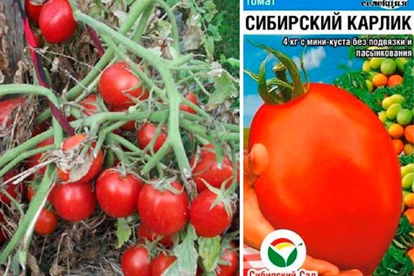 Как Вырастить Томат Сибирский Карлик: Памятка для Садоводов