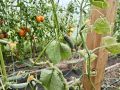 Как продлить сезон огурцов в теплице до первой стужи