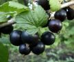 Как вырастить сладкую смородину: советы по агротехнике