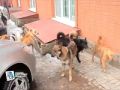 В Курске региональное СУ СК РФ начало проверку по факту нападения бродячей собаки на троих детей