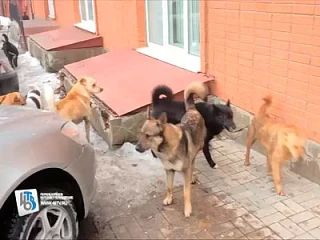 Глава Центрального округа Курска Андрей Борисов сегодня еще раз высказался по поводу горожан, которые прикармливают бродячих собак во дворах многоквартирных домов