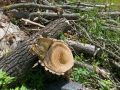 Цифра дня - в Курске с начала года снесли 1117 аварийных деревьев