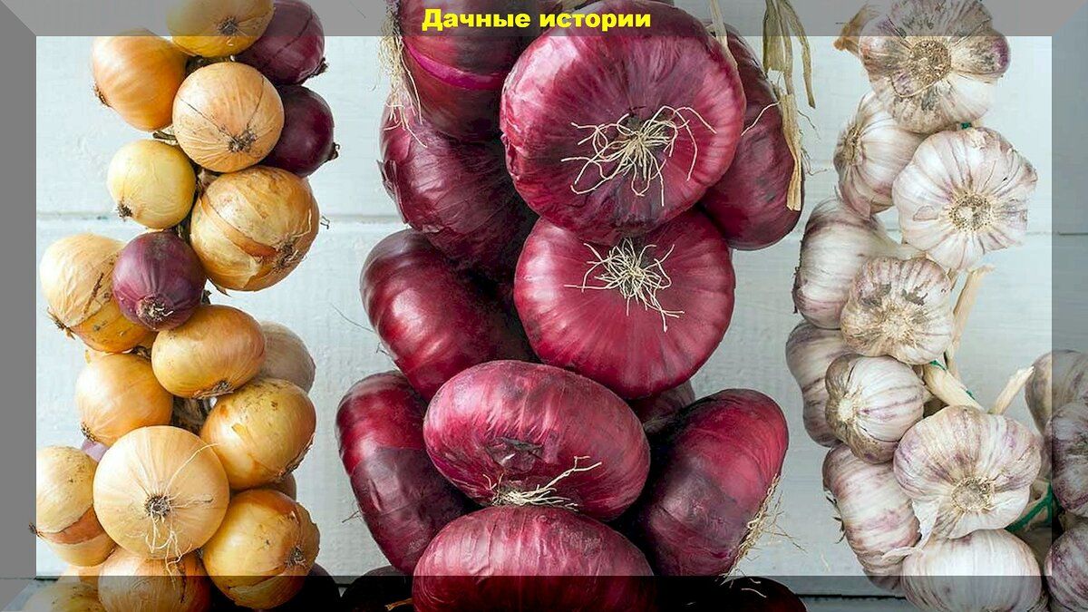 Эффективные способы хранения лука и чеснока
