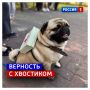 26 августа, среда. Сегодня День благодарности собаке
