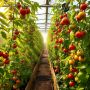 Томаты с характером: как вырастить капризные, но невероятно вкусные сорта для теплицы