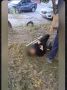 Курская полиция начала проверку после видео с избиением ребёнка