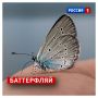 28 августа, пятница. Сегодня День галстука-бабочки