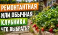 Как правильно выбрать клубнику для осенней посадки: советы по сортам