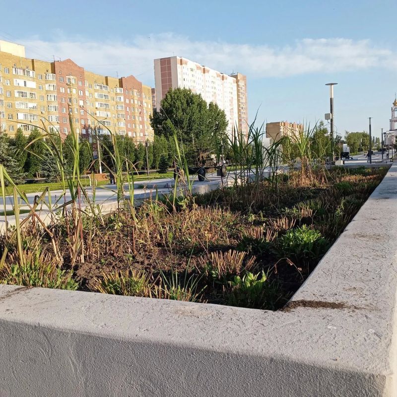 Жители Курска встревожены состоянием растений в парке "Патриот" Жители Курска встревожены состоянием растений в парке "Патриот"