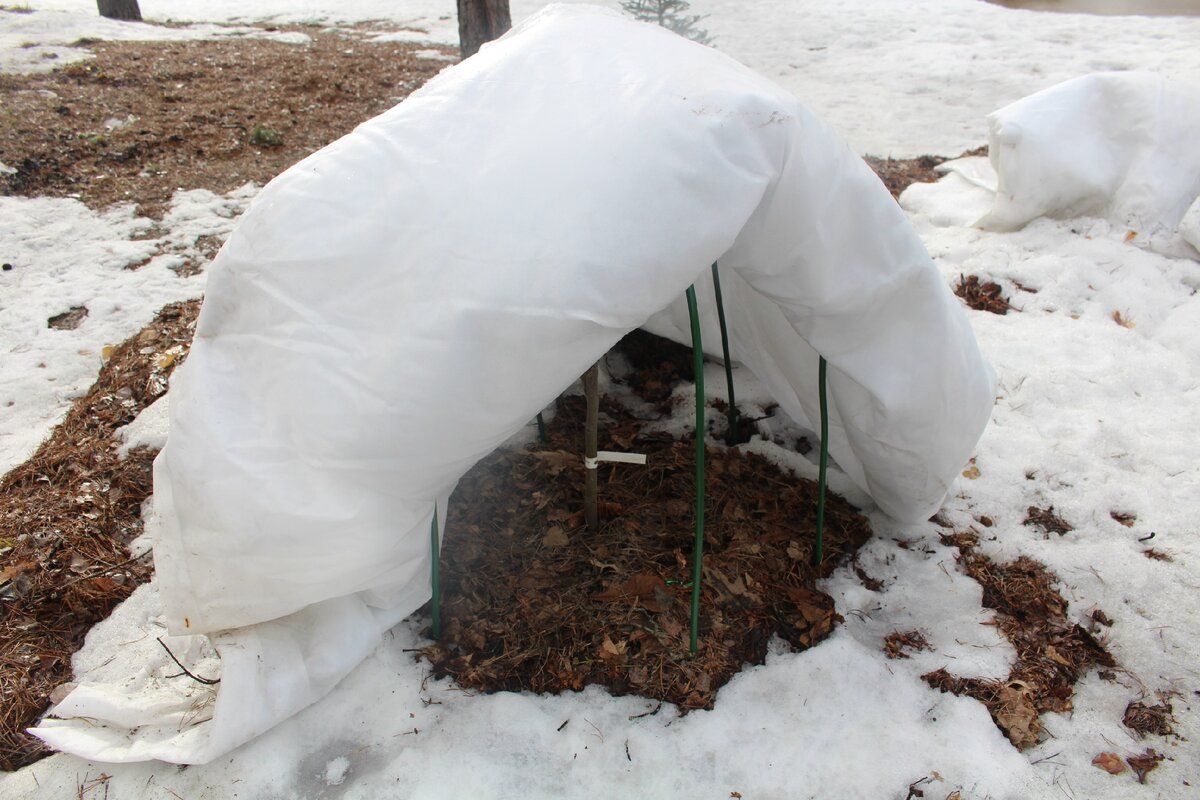 Как магнолии пережили зиму: успехи и ожидания