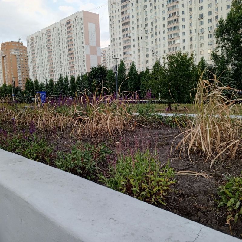 Жители Курска встревожены состоянием растений в парке "Патриот" Жители Курска встревожены состоянием растений в парке "Патриот"