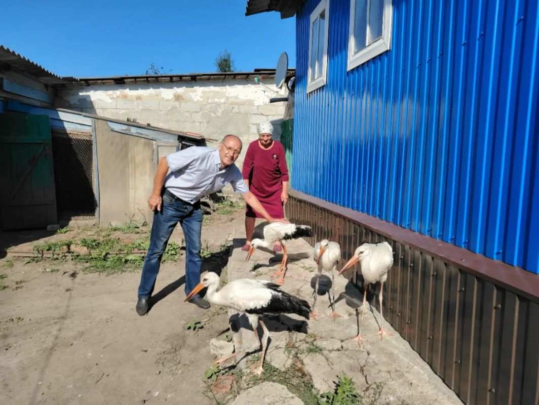 «Ромка, Димка, Ждун и Малыш»: курянка стала приёмной "мамой" четверых брошенных аистят «Ромка, Димка, Ждун и Малыш»: курянка стала приёмной "мамой" четверых брошенных аистят