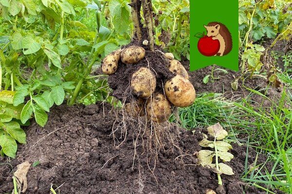 Почему именно эти выходные идеальны для сбора урожая картофеля
