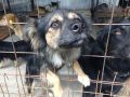 Мэр Курска Евгений Маслов прокомментировал ситуацию с отловом бездомных животных, о которой ранее заявили зоозащитники организации «Право жить»