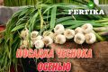 Эффективная посадка чеснока: ключ к здоровому урожаю
