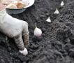 Секреты успешной посадки чеснока под зиму для крупных головок