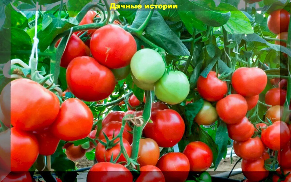 Как вырастить вкусные томаты: советы для дачников