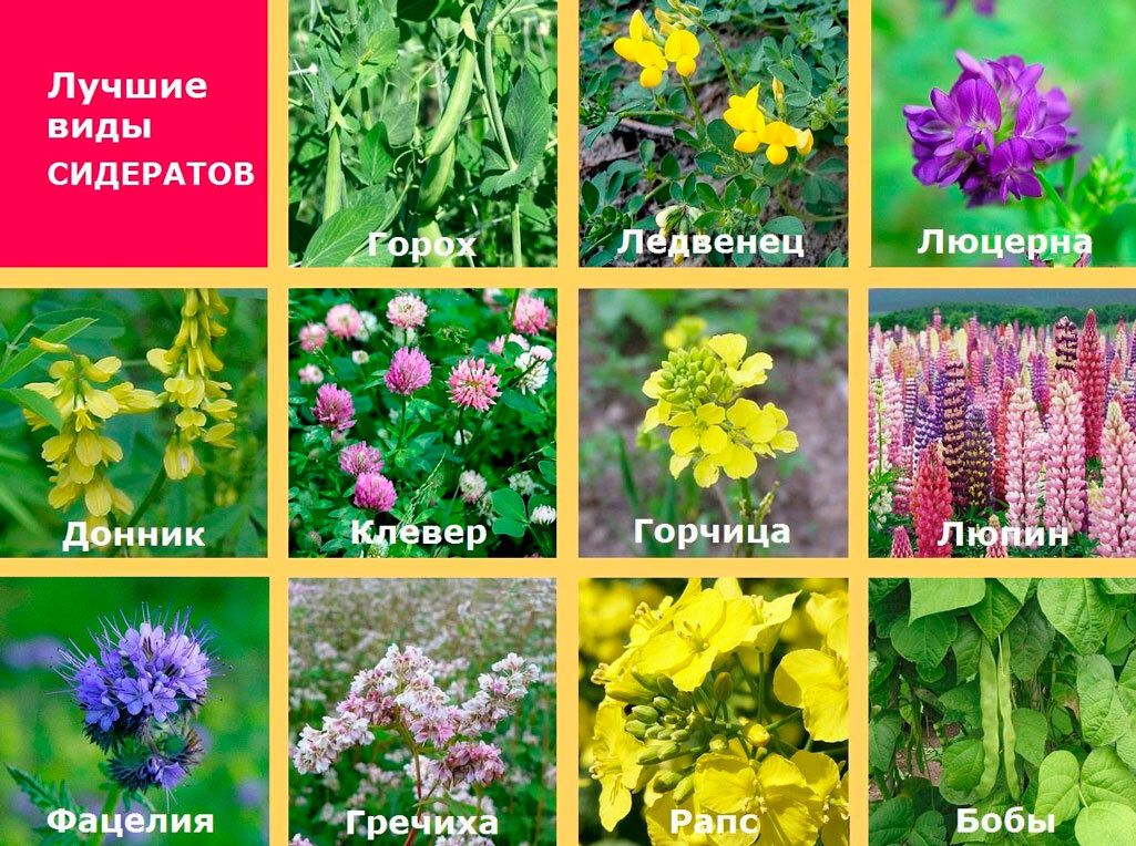Как правильно выбрать сидераты для осеннего посева