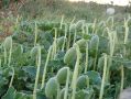 Бешеный огурец: опасный и эксцентричный представитель флоры