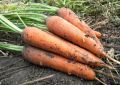 Секреты долгосрочного хранения моркови: как сохранить свежесть до лета