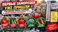 Как защитить урожай от первых заморозков: советы дачникам