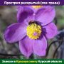 ЦентральноЧернозёмный заповедник имени В. В. Алёхина рассказывает об обитателях степей: