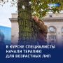 Липовый госпиталь. В Курске на улице Ленина специалисты начали лечение возрастных лип